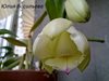 Cattleya WALKERIANA SEMIALBA KENNY (Nardotto Capello)
